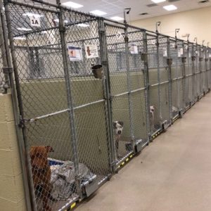Humane Society of Vero Beach and Indian River County kennels