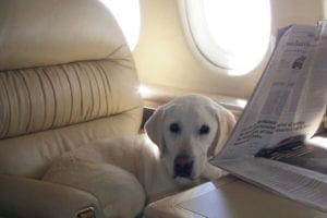 canine-review-maggie-netjet canine-review-maggie-netjet