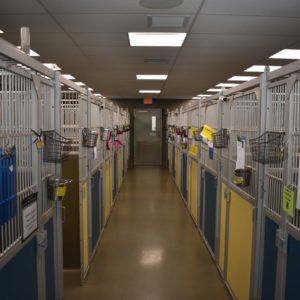Canine Review: AWLA Kennels interior