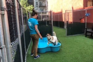 NYC Animal Care Center (NYCACC)