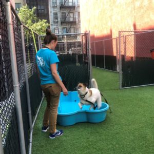 canine-review-nycacc-001