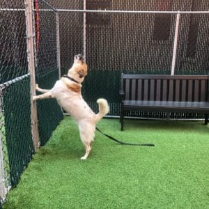 canine-review-nycacc-002-dog-in-exercise-area-asphalt