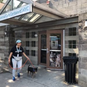 canine-review-nycacc-manhattan-entrance-003