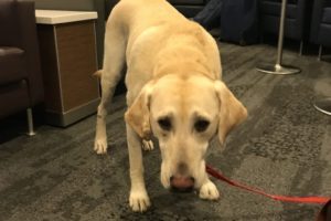 canine-review-nellie-lounge-lga-airport-2019-10-06 08.12.48
