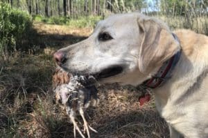 Nellie, Quail The Canine Review: Nellie on Day 2 of Quail Hunting at Broadfield Plantation, showing off her latest catch