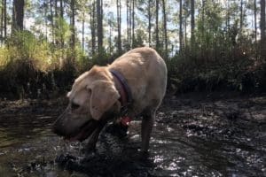 canine-review-nellie-mud-pit-cooldown