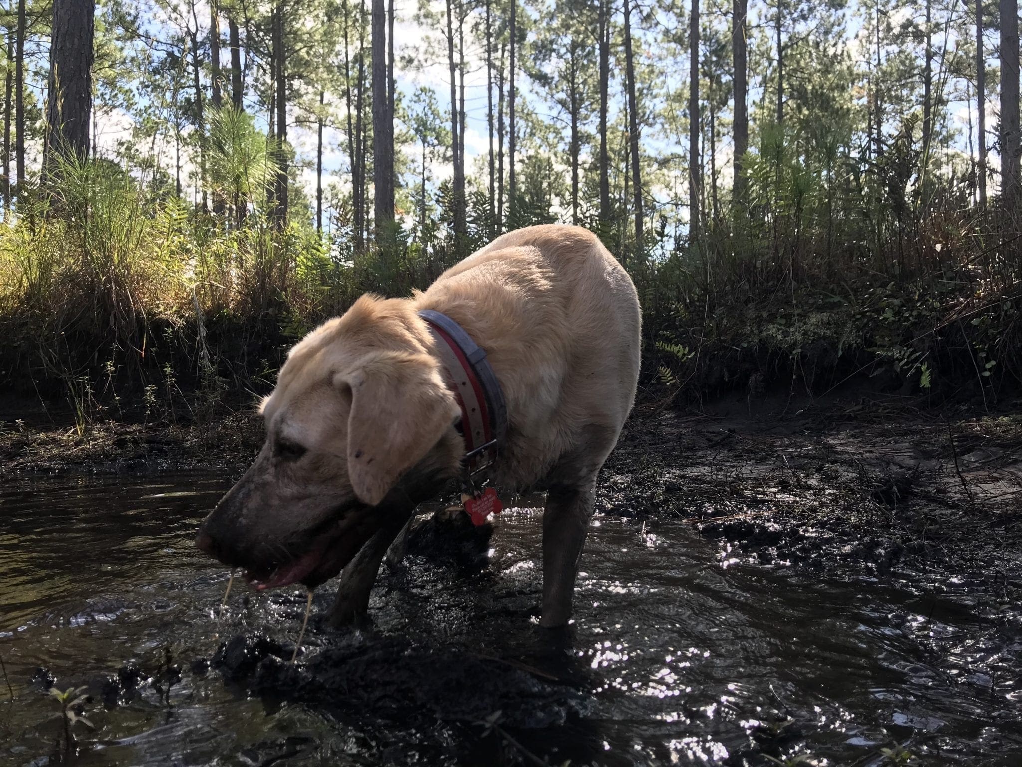 canine-review-nellie-mud-pit-cooldown