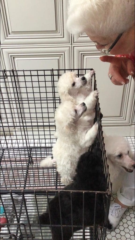 LNL Poodles - Reba's puppies
