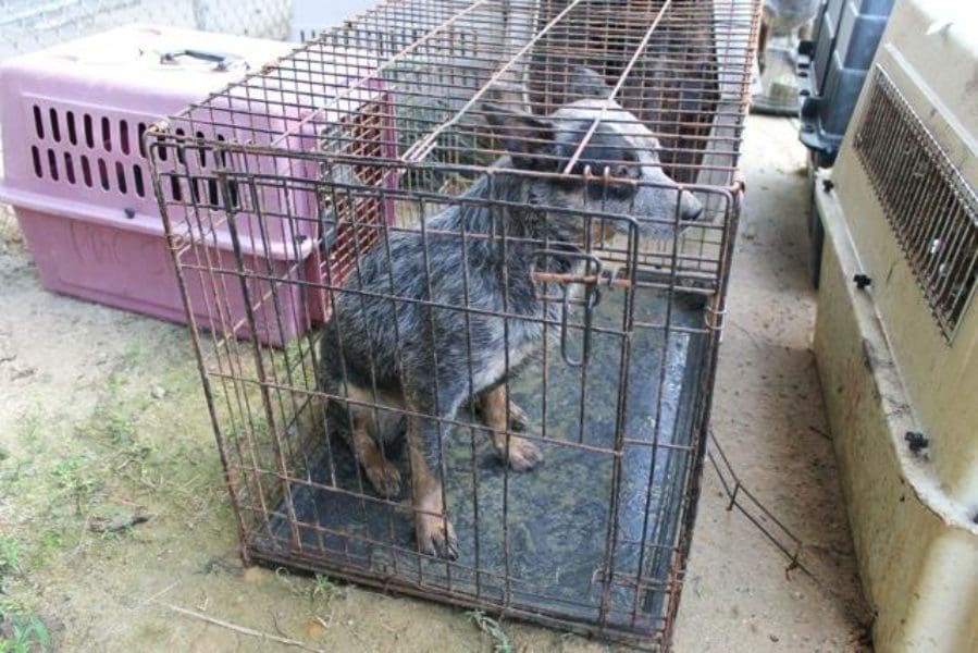 More pictures of the dogs seized from AKC Breeder of Merit Lynne Hackney in 2014. Source: Bleu Moon Cattle Dog Rescue, Facebook Group https://www.facebook.com/bleumoonrescue/