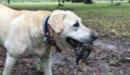 2019-10-08-canine-review-nellie-seaisland-hunting1