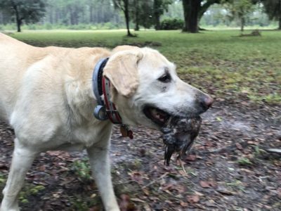 2019-10-08-canine-review-nellie-seaisland-hunting1 2019-10-08-canine-review-nellie-seaisland-hunting1