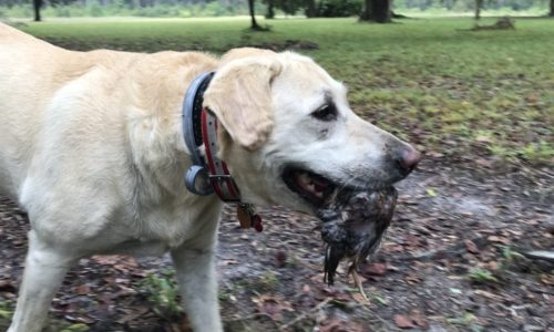 2019-10-08-canine-review-nellie-seaisland-hunting1