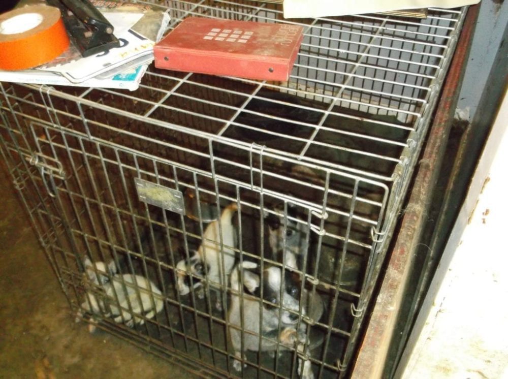 Photos of AKC Breeder of Merit Lynne Hackney's dogs at the time they were seized in October 2014, obtained from the Pearl River County Sheriff's Office by The Canine Review