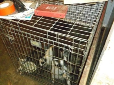 Photos of AKC Breeder of Merit Lynne Hackney's dogs at the time they were seized in October 2014, obtained from the Pearl River County Sheriff's Office by The Canine Review
