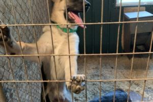 Raebark Indoor Kennel