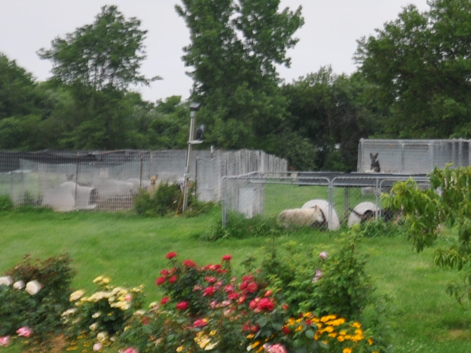 Photo by Margaret Menge (June 2019, Indiana). At AKC Breeder of Merit Rachel Clark's kennel, puppies and some adult dogs live indoors in an expanded garage. The remaining dogs are housed in several outdoor chain-link or steel wire kennels on an unfenced plot of grass behind the house. Most kennels are either 10 by 20 feet or 16 by 16 feet with two dogs each in each. Breeder of Merit Clark does not live on site. A full-time, live-in caretaker is primarily responsible for the dogs.
