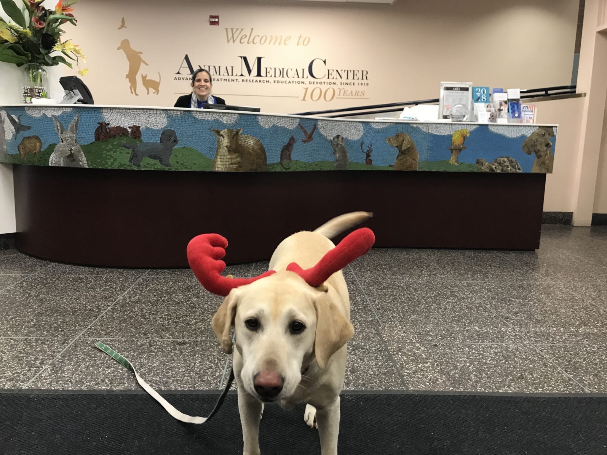 canine-review-nellie-amcny-antlers-lobby