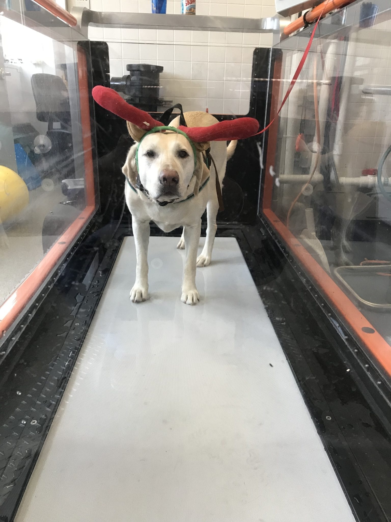 nellie-treadmill-antlers-christmas-canine-review01