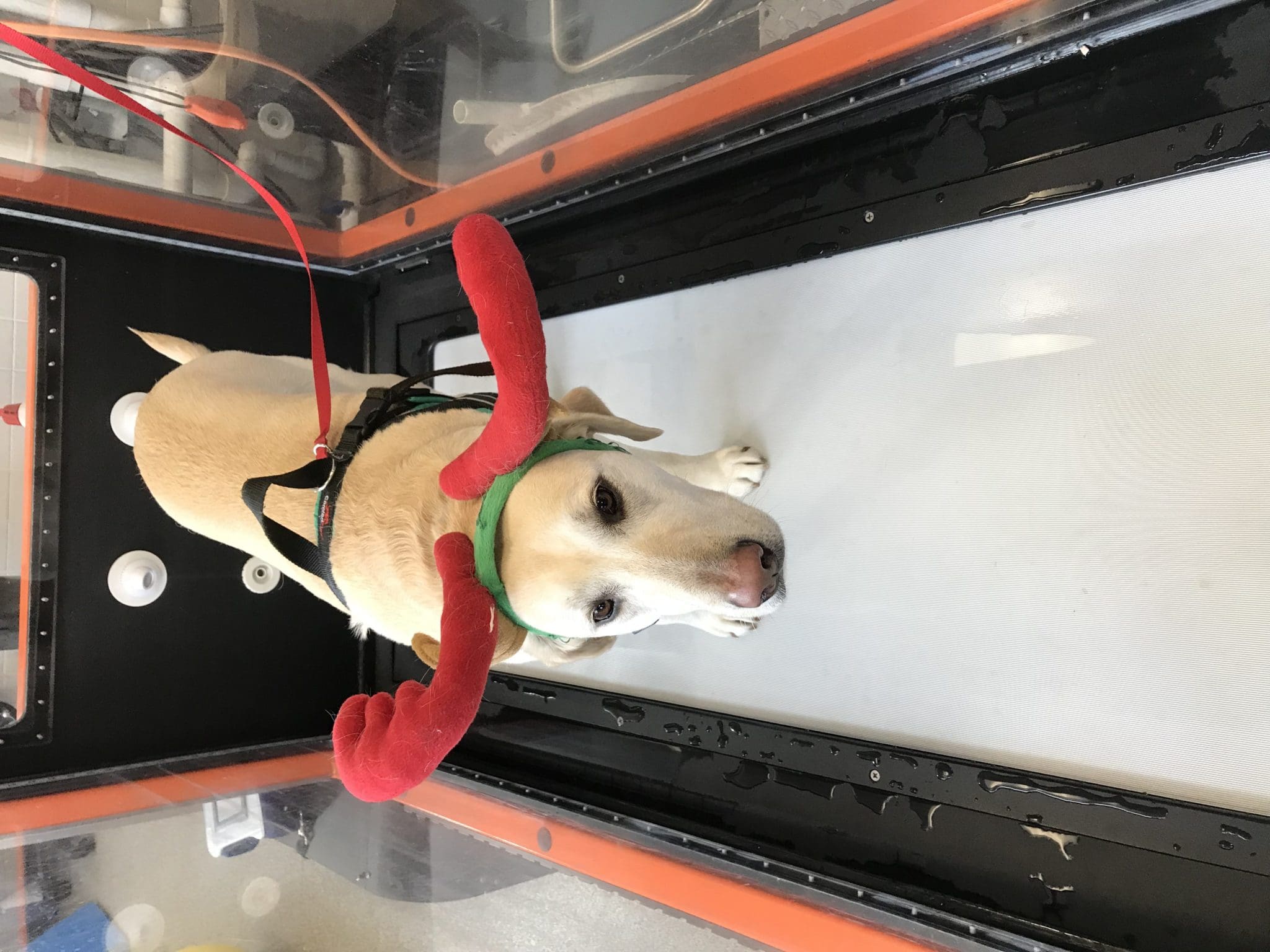 nellie-treadmill-antlers-christmas-canine-review02