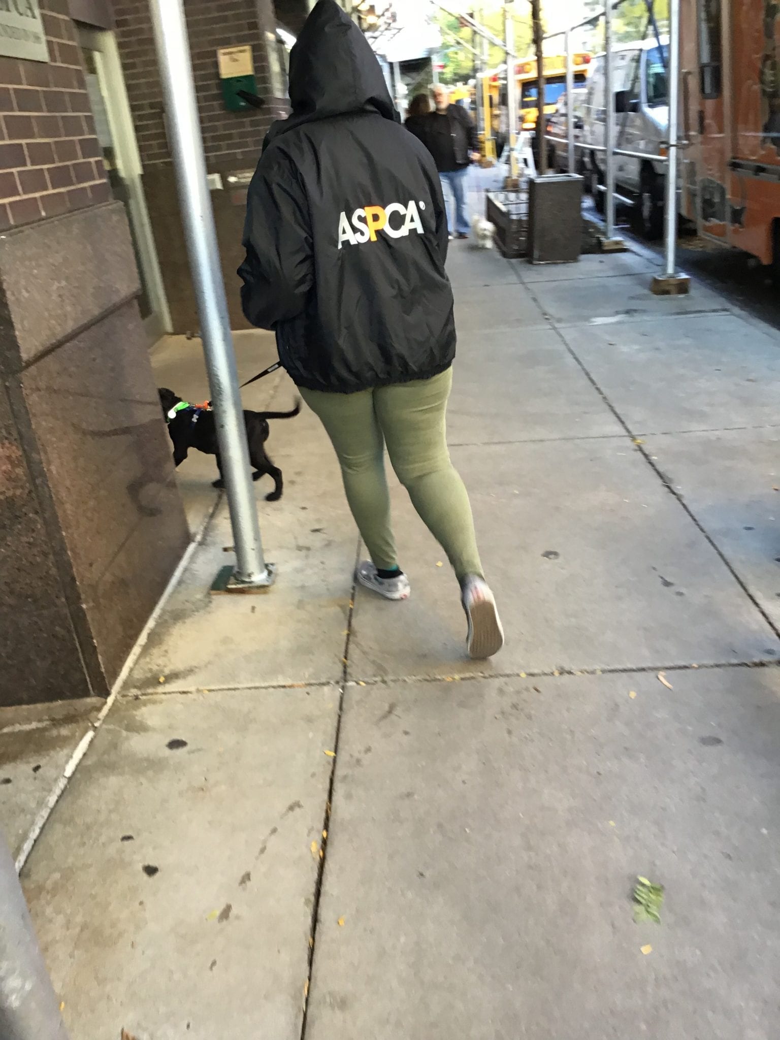 Dog coming back from a walk outside ASPCA Adoption center