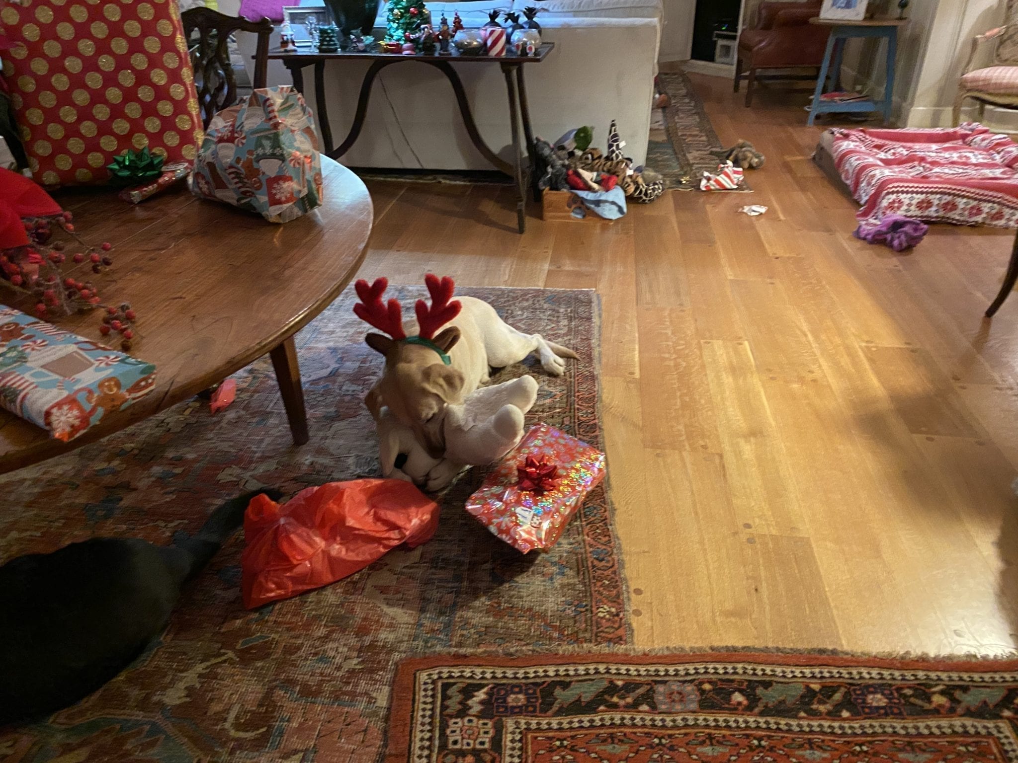 canine-review-nellie-christmas-2019-antlers