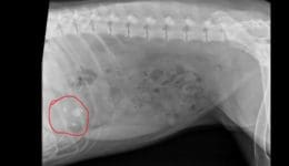 canine-review-nellie xray 002