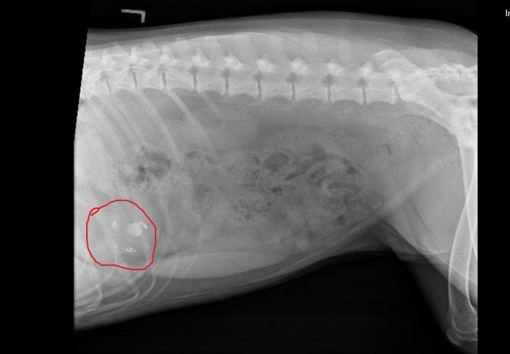canine-review-nellie xray 002 canine-review-nellie xray 002