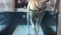 canine-review-nellie-treadmill-amcny