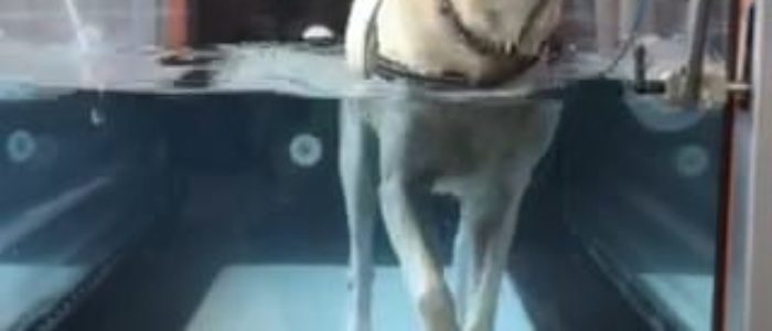 canine-review-nellie-treadmill-amcny canine-review-nellie-treadmill-amcny