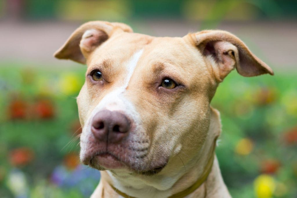 Denver voters overturn 31 year-old pitbull ban in favor of ‘breed-restricted permitting process’