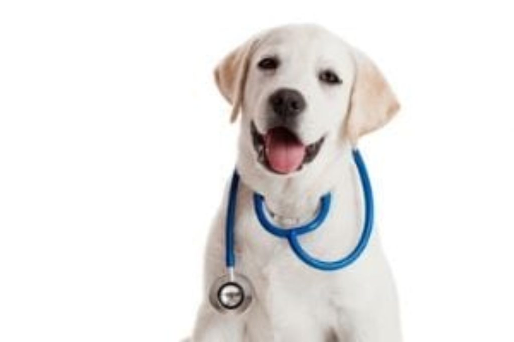 dog stethoscope