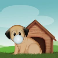 canine-review-dog-coronavirus-mask