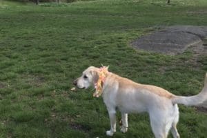 canine-review-nell-easter2019 canine-review-nell-easter2019
