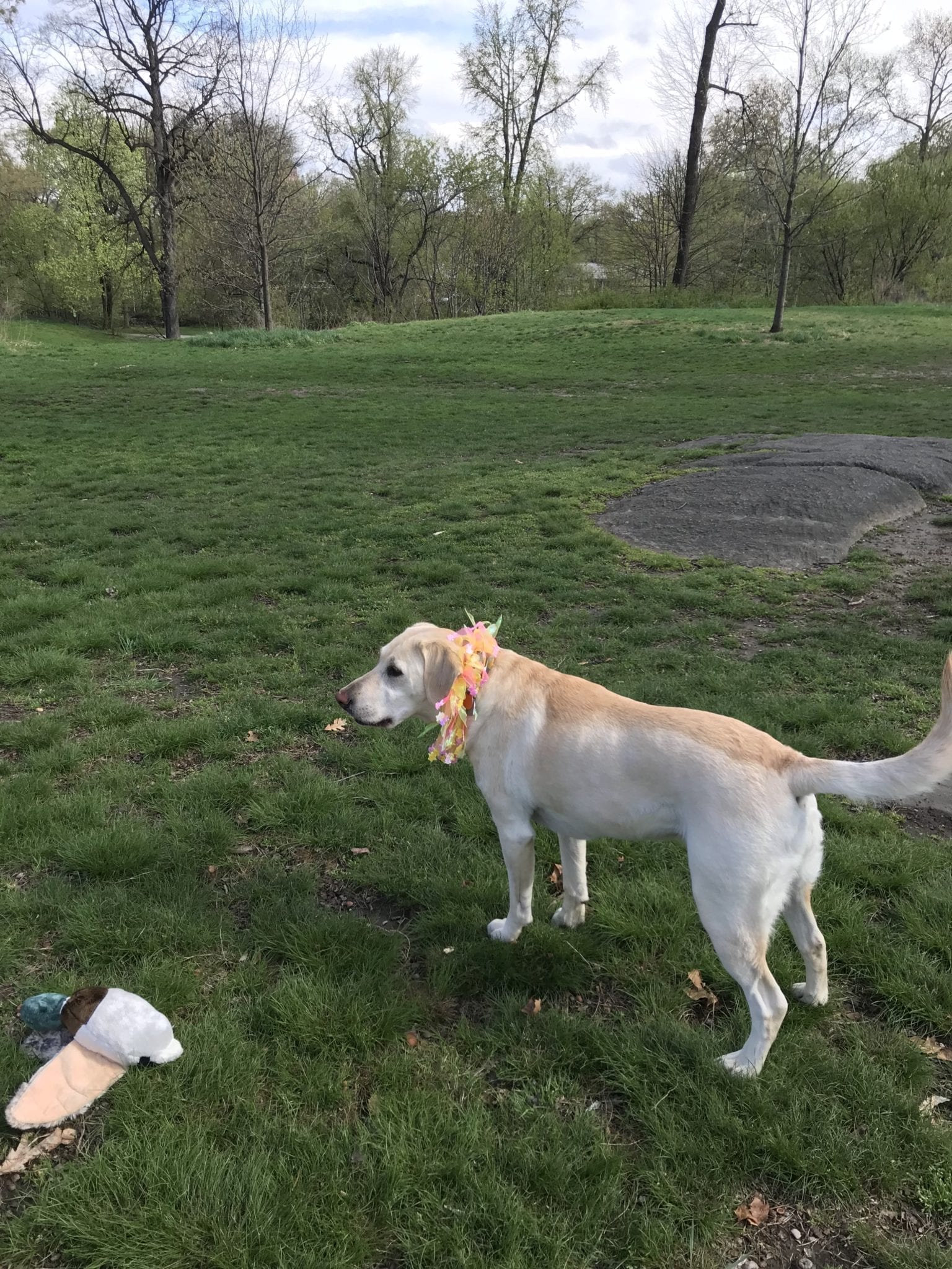 canine-review-nell-easter2019