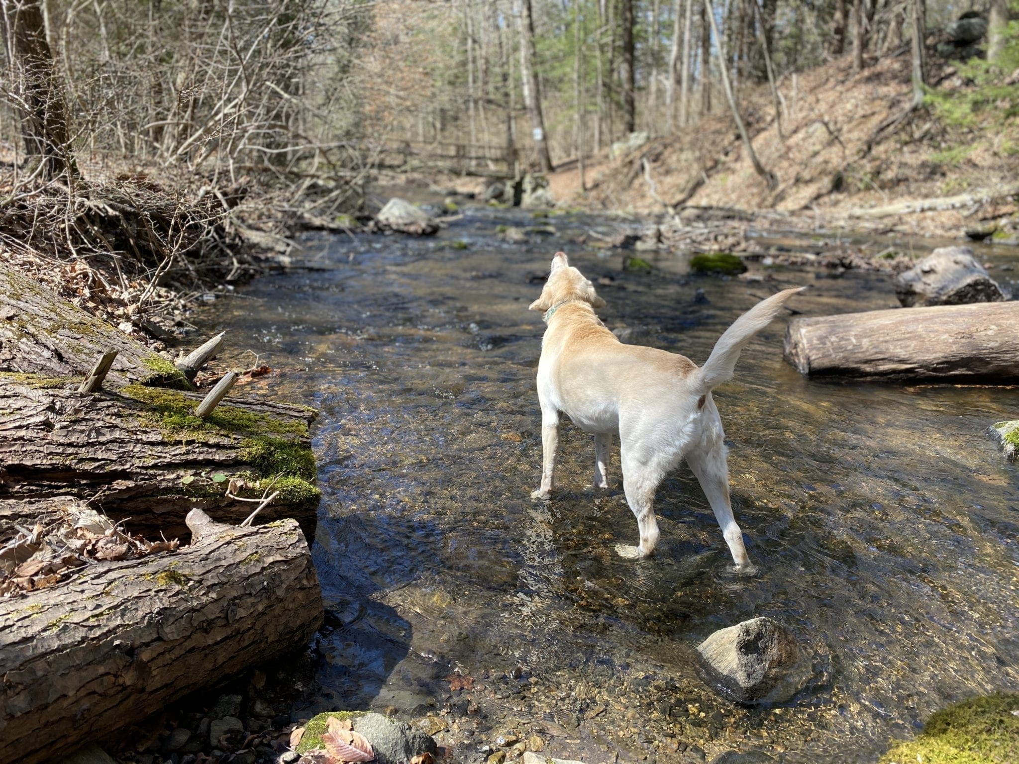 canine-review-nellie-hike-quarantinehike