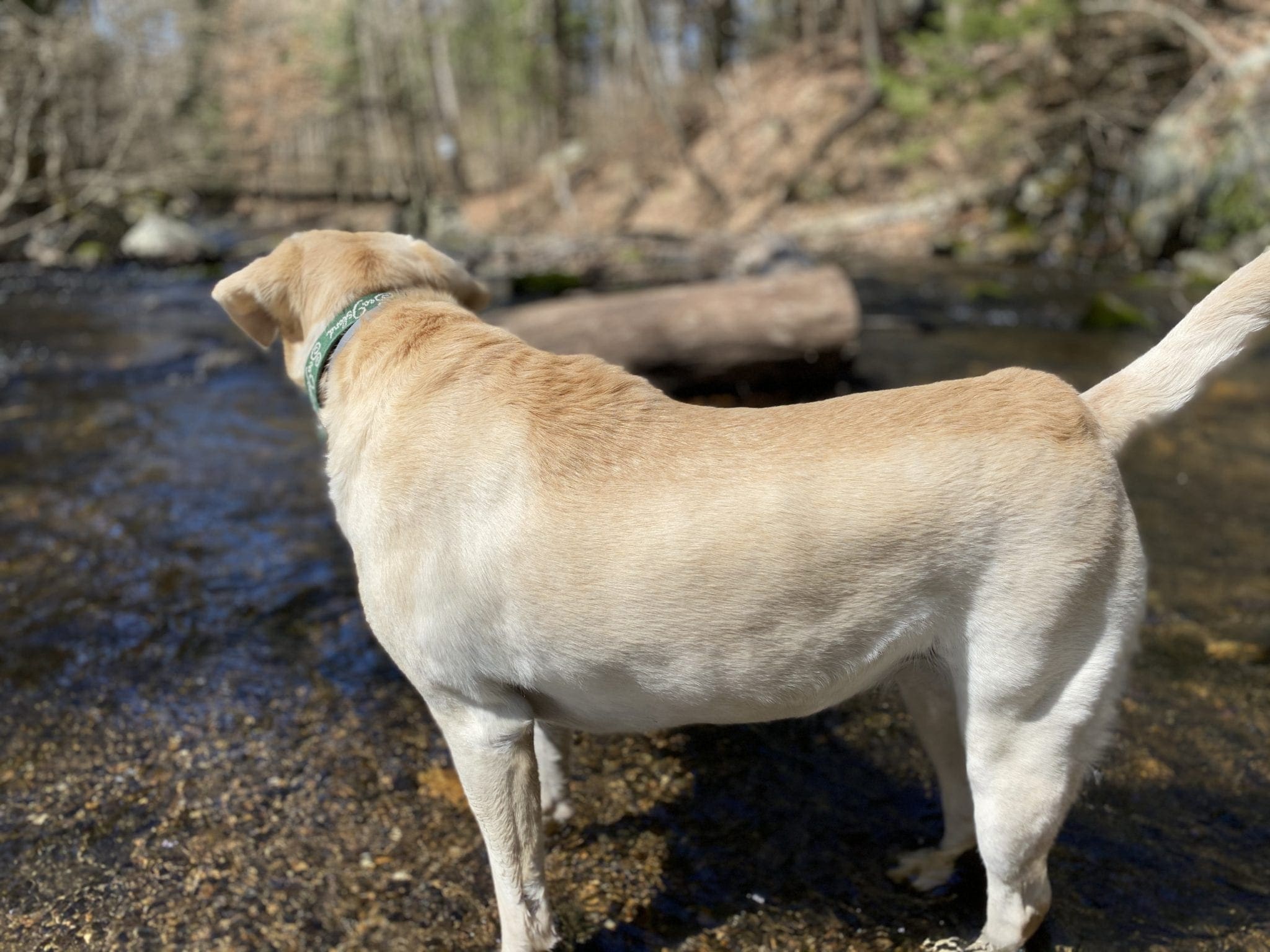 canine-review-nellie-hike-quarantinehike3