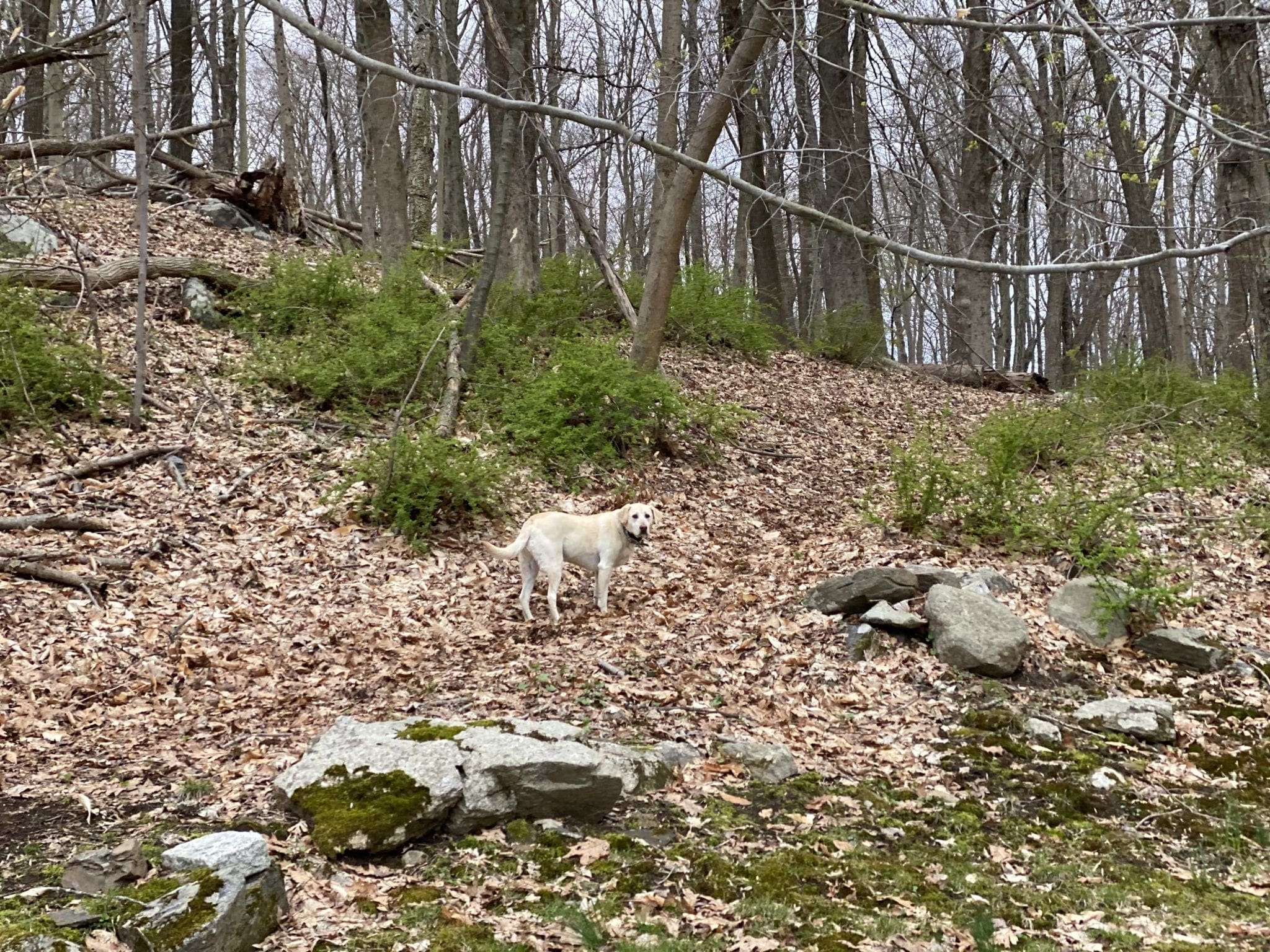 canine-review-nellie-hike-quarantinehike4
