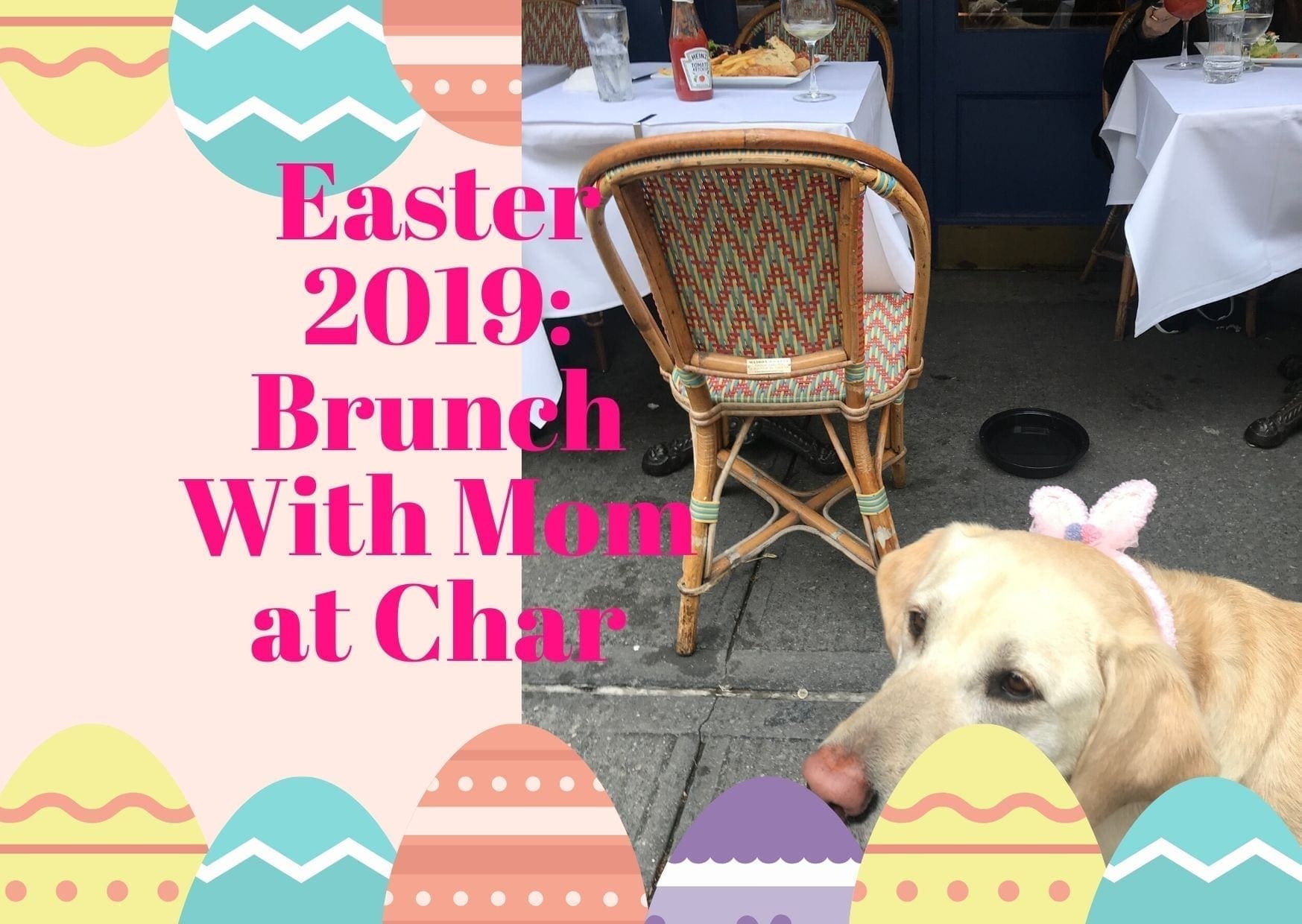 canine-review-easter2019a
