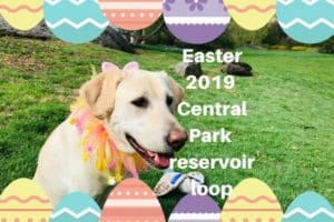 canine-review-easter2019b canine-review-easter2019b