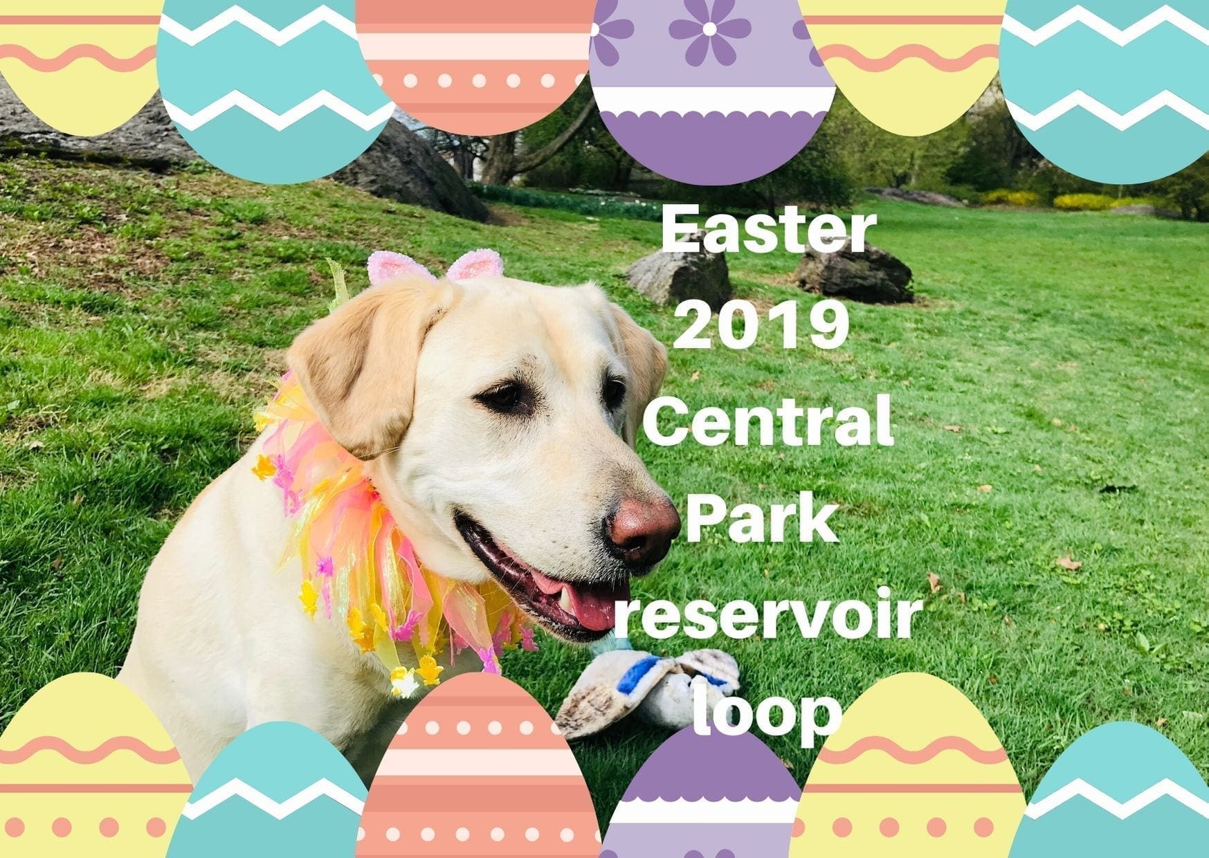 canine-review-easter2019b