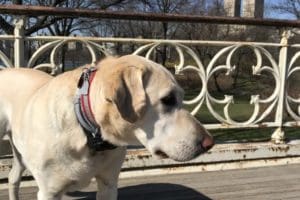 canine-review-nell-centralpark-april2019 canine-review-nell-centralpark-april2019