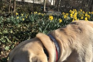 canine-review-nell-centralpark-april2019 guggenheim