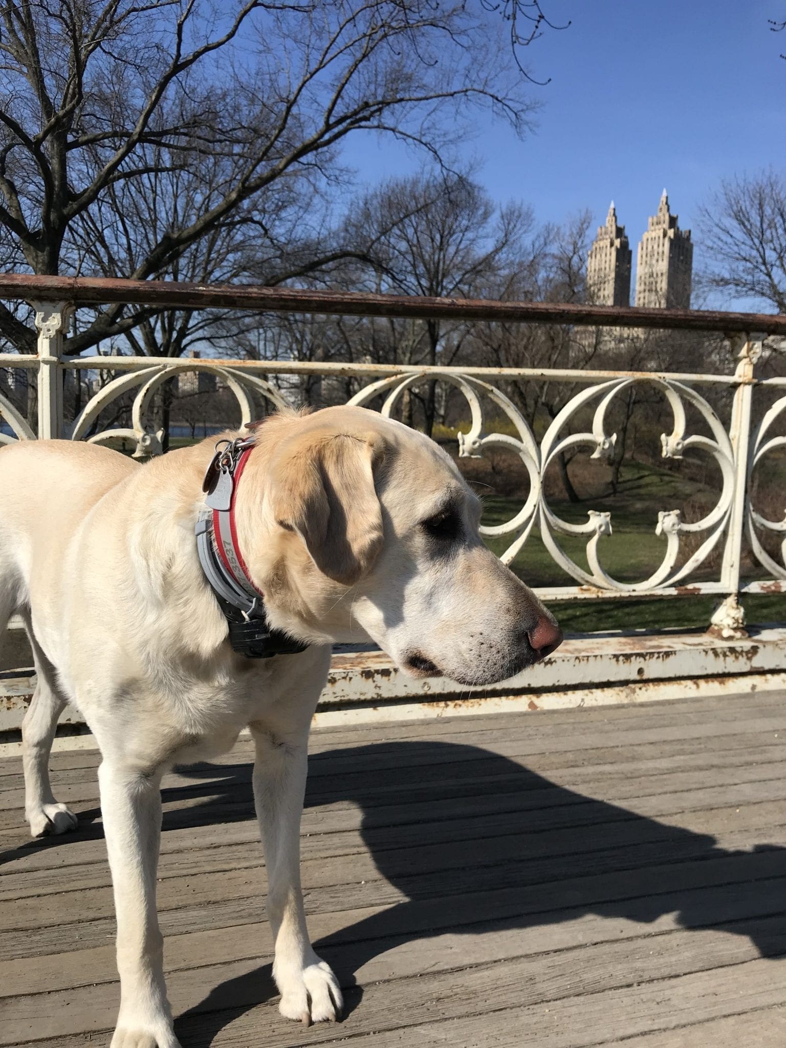 canine-review-nell-centralpark-april2019