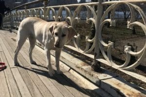 canine-review-nell-centralpark-april2019.2 canine-review-nell-centralpark-april2019.2