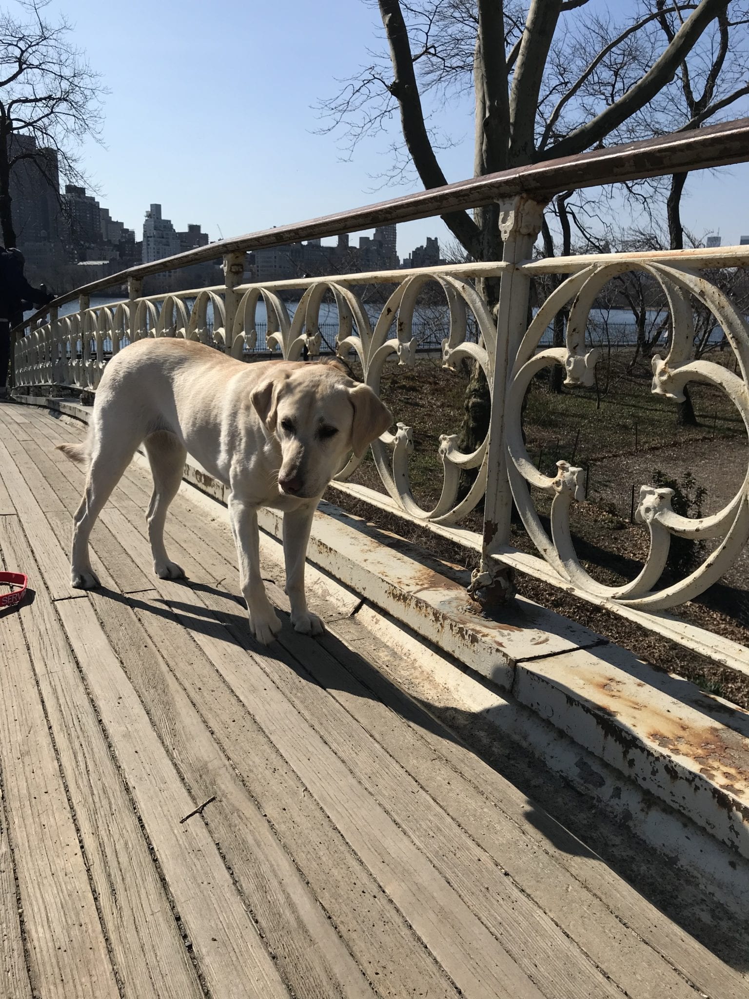 canine-review-nell-centralpark-april2019.2