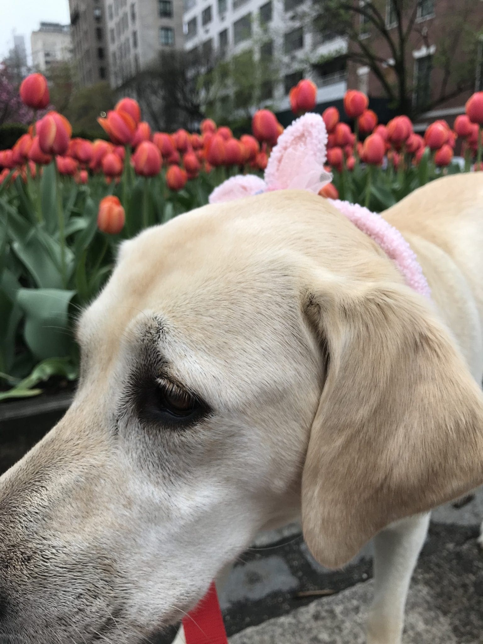 canine-review-nell-park-ave-easter2-2019