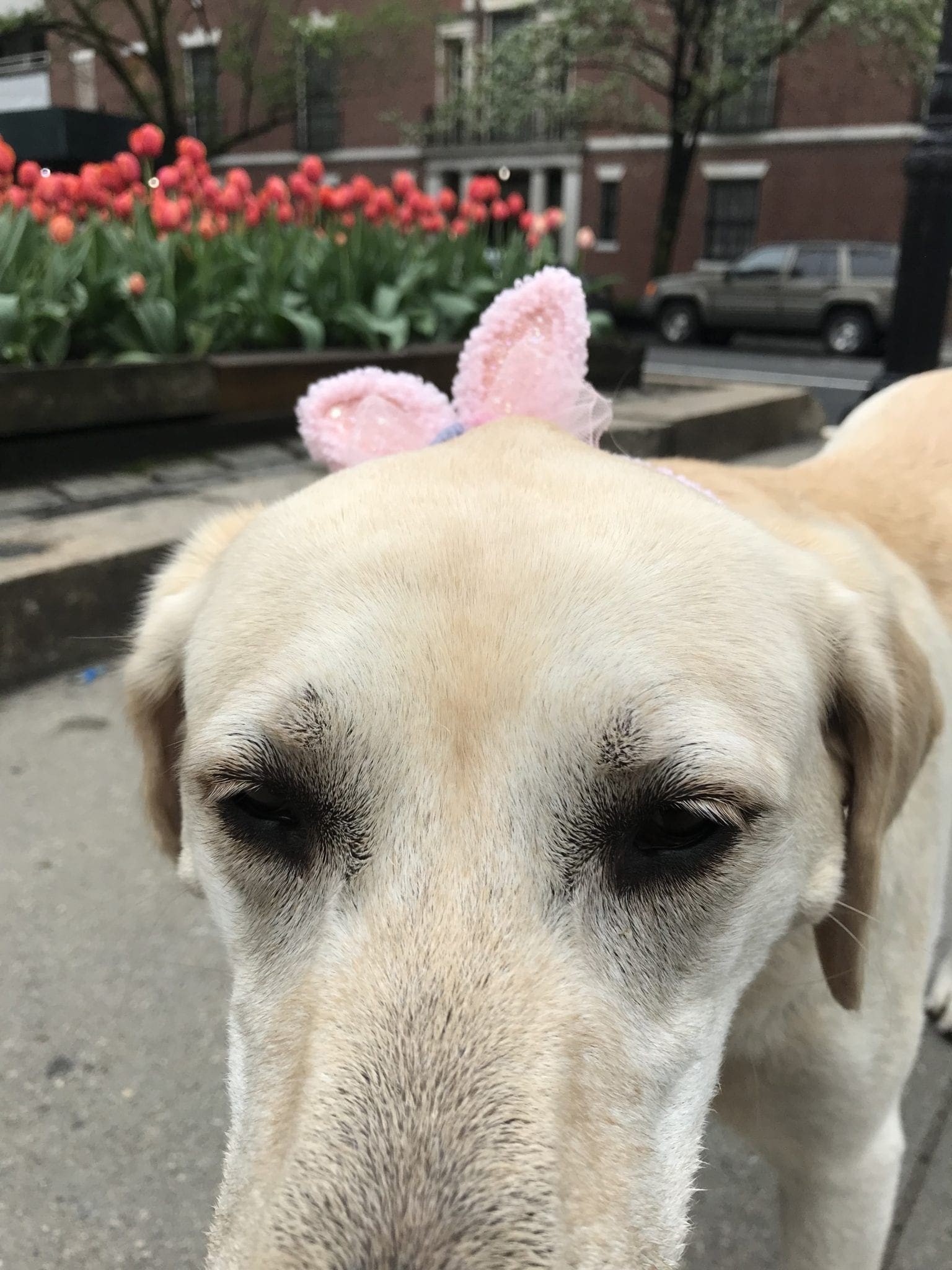 canine-review-nellie-park-ave-easter2019