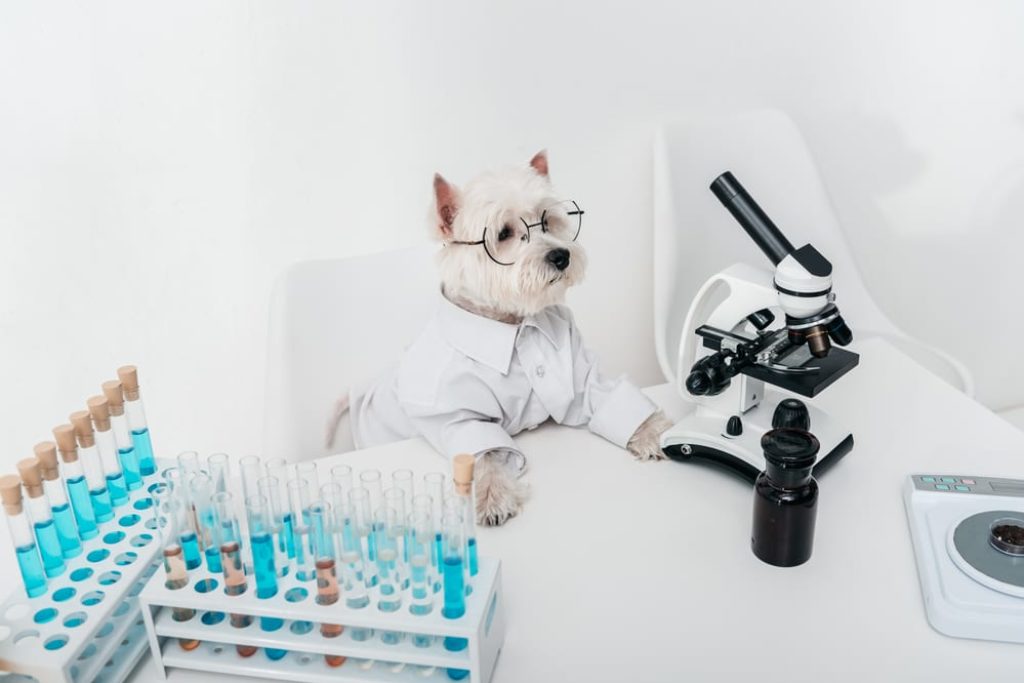 Your Dog Can Get Tested For Coronavirus Faster And Easier Than You Probably Can
