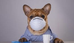 french bulldog in medical mask at workplace during pandemic