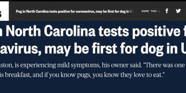 nbc news covid dog screenshot nbc news covid dog screenshot